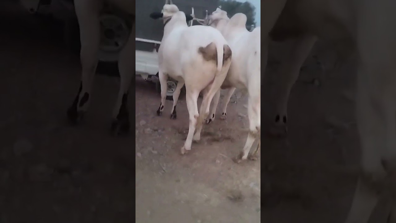 Jaffer Mandi 01.06.2024