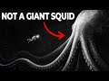 Why Evolution Created Two Giant Squids 🦑