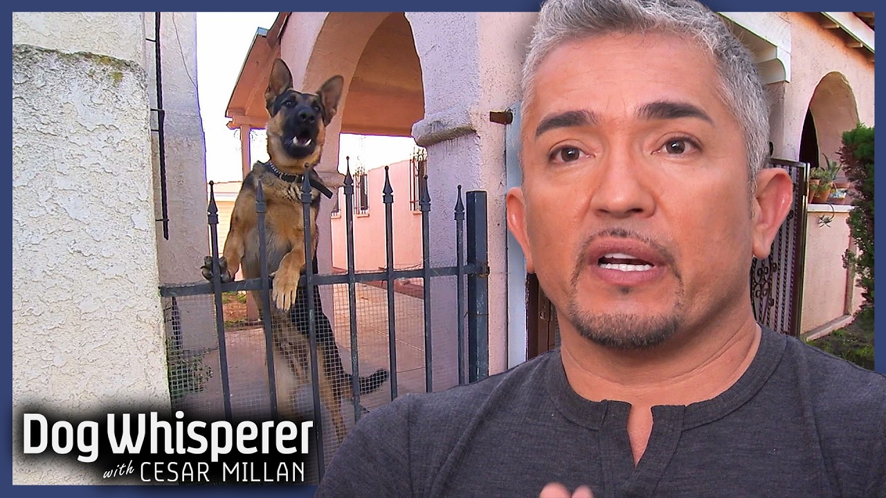 German Shepherd Barks 24/7 | Dog Whisperer with Cesar Millan