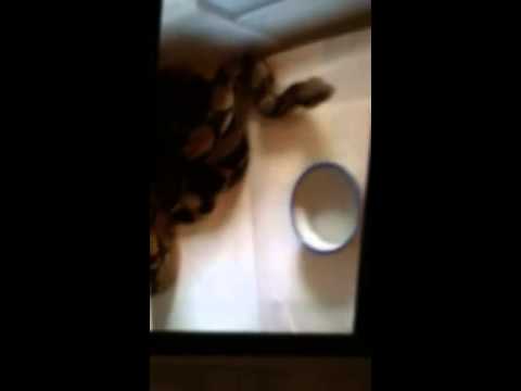 video phone beyonce mp3 Asshole Pet Owners