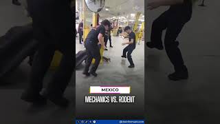 🐭🔧 Mechanics Drop Everything to Chase Rodent