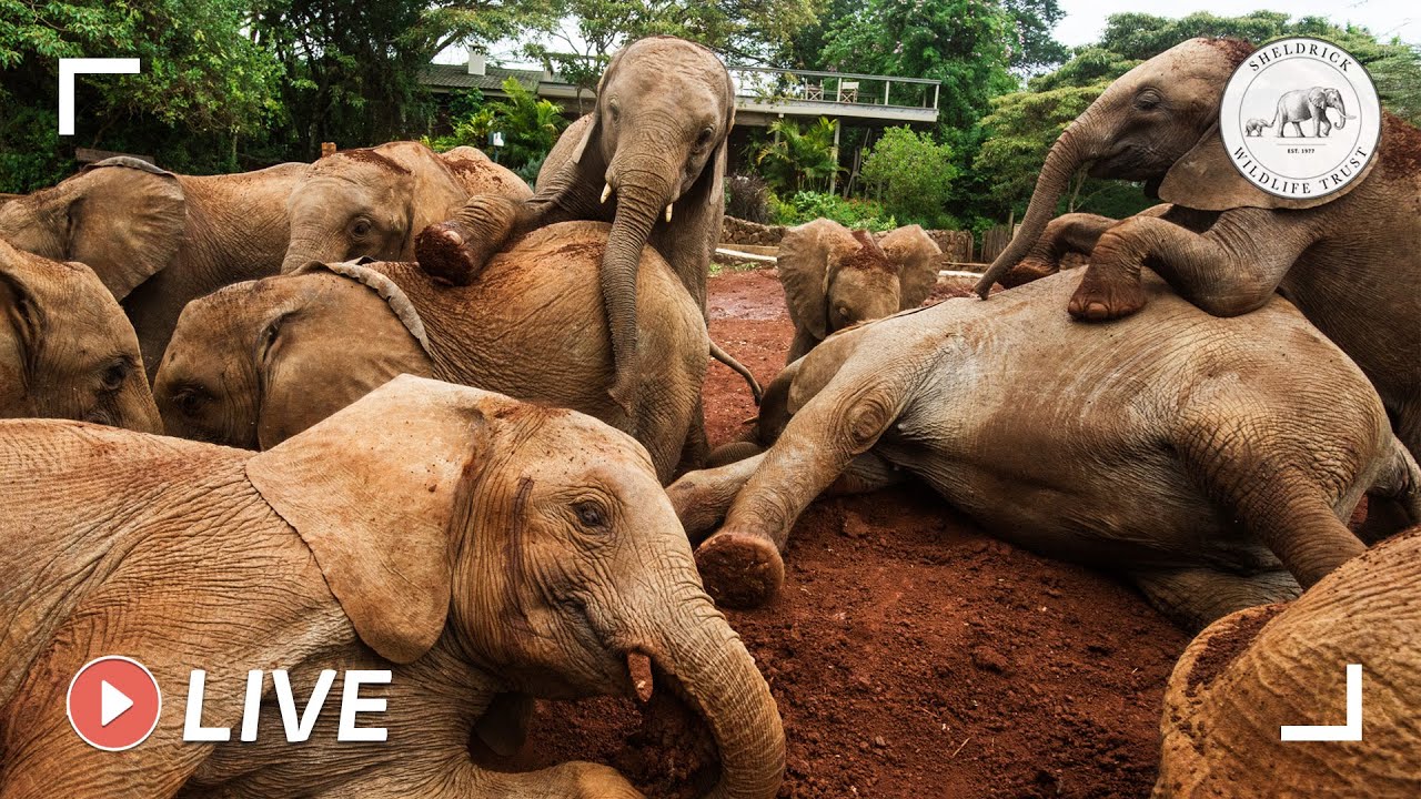 Baby elephants enjoy a milk feed and play in the mud in Kenya 8th June