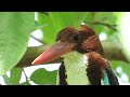 Kingfisher bird sound 