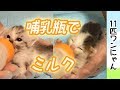 ＜子猫の人工保育＞子猫に、哺乳瓶でミルク。