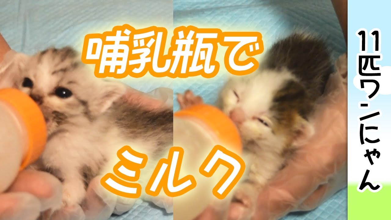 ＜子猫の人工保育＞子猫に、哺乳瓶でミルク。