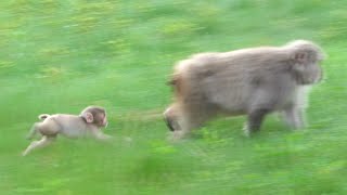 【 SNOW MONKEY 】☆ Cute Babies / wildlife☆