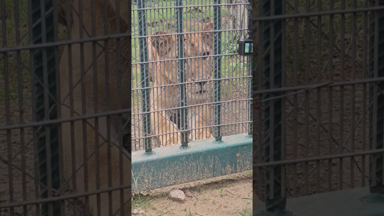 Nigeria🇳🇬Abuja Zoo! 