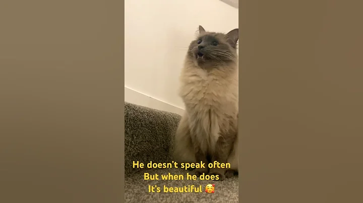 Video 3927931: cat funnycats cute, funnycats fluffy, gorgeous cat