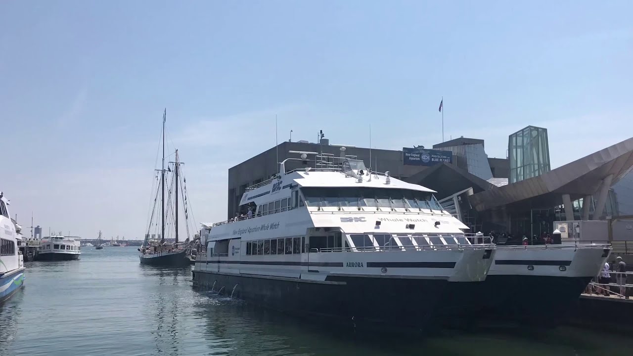 boston-harbor-cruises-whale-watch-youtube