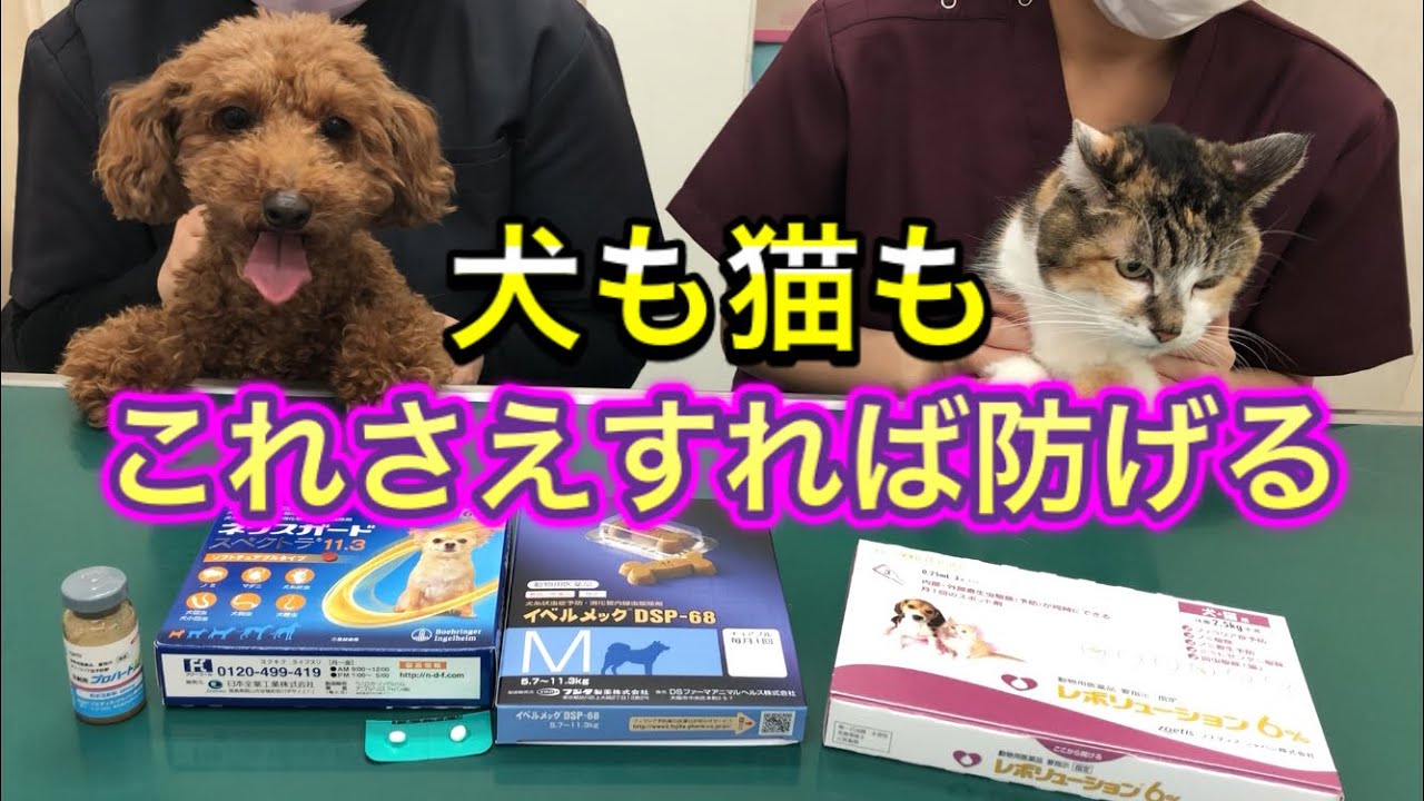 【犬も猫もフィラリア予防】フィラリアに感染するとどうなるの？実際の検査の様子