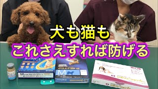 【犬も猫もフィラリア予防】フィラリアに感染するとどうなるの？実際の検査の様子