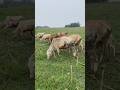 Assam Local Cow Grazing in Green Fields 🐄🌿 | অসমৰ গৰু চৰোৱা দৃশ্য | Village Life Assam 14 Jun 2026