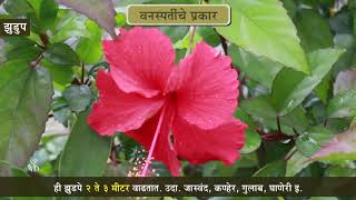 6th Science | Chapter#3 | Topic#4 | वनस्पतींचे वर्गीकरण | Marathi Medium