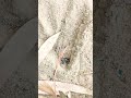 insect reels #2026 #viralvideo #shorts #camera #amazing insect@2026