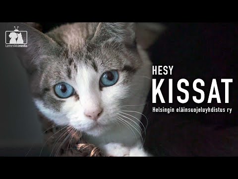 Video: Ovatko tabby-kissat älykkäitä?