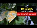 Use Turmeric in the Garden and See What Happens | Turmeric Uses