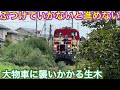 障害物などを確認しながら何度も停止を繰り返す?!成長した草木を掻き分けながら海外みたいな変わった路線を突き進む