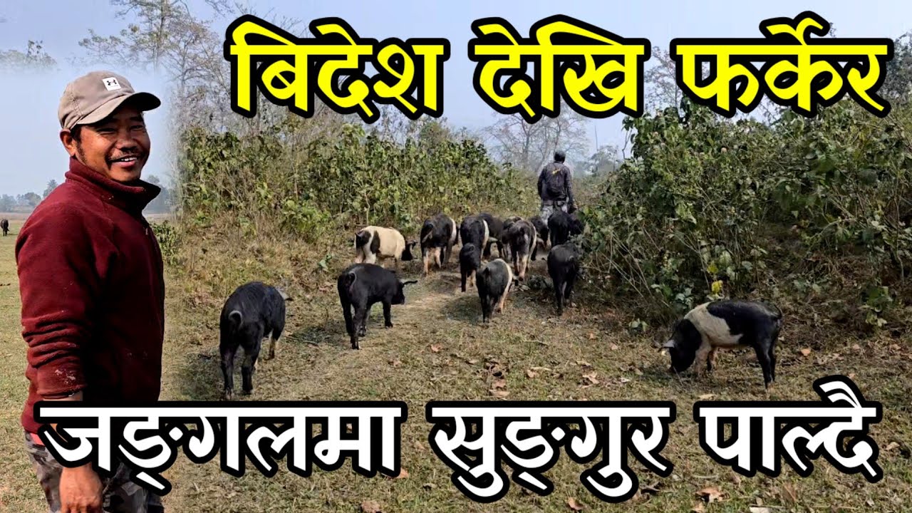 हात्ती लाग्ने जङ्गलमा केराको दाम्चा ख्वाएर सुङ्गुर साथै घोडा पाल्ने जनु काका  out door piggery 