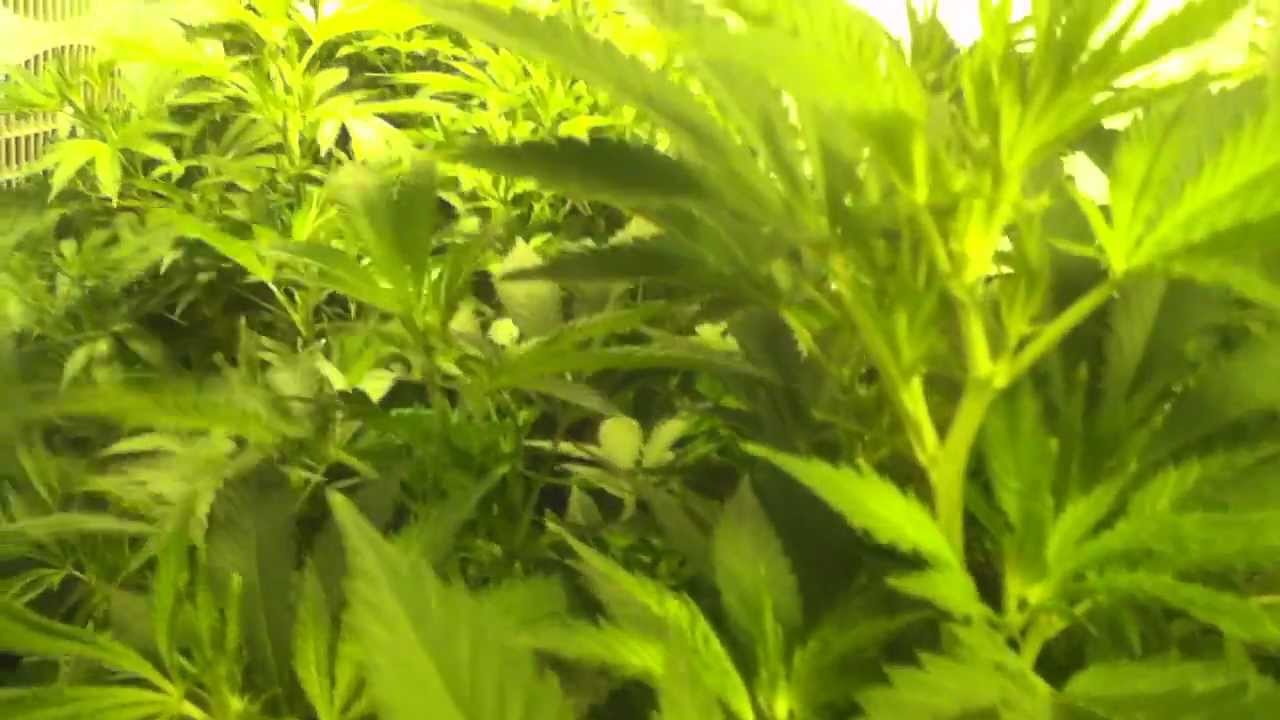 Day 2 Flowering GigaBud