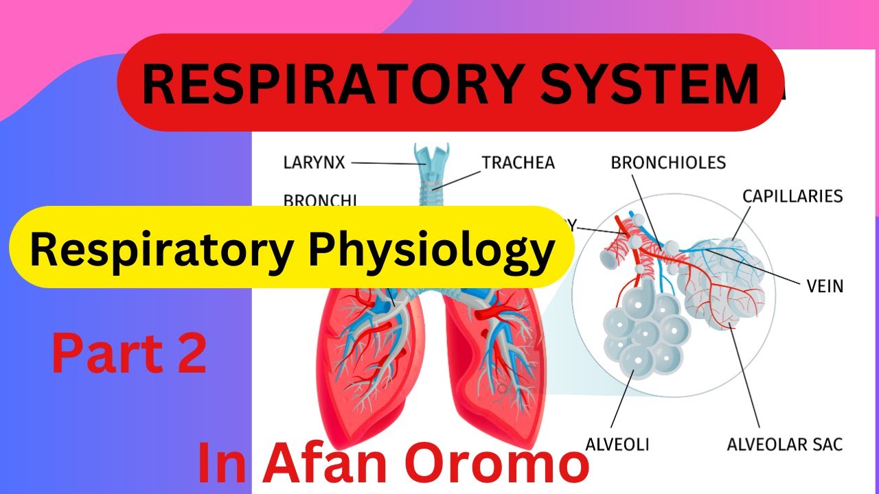 Respiratory physiology part 2 in Afan Oromo
