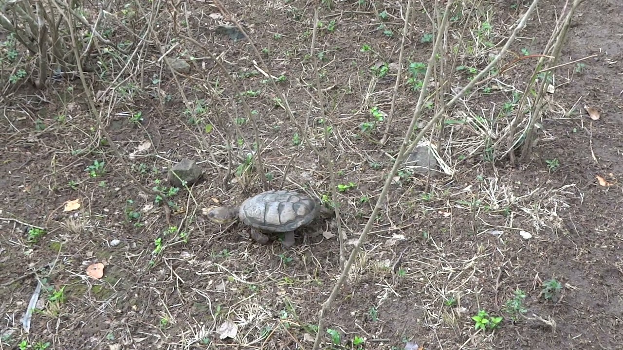 Turtle Extinction Threat #Biodiversity#Relaxation#Wellness