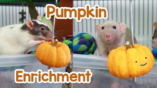 Rats vs Pumpkin enrichment