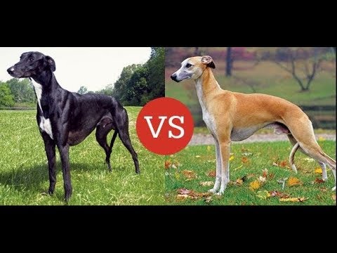 how fast do greyhounds run in a race