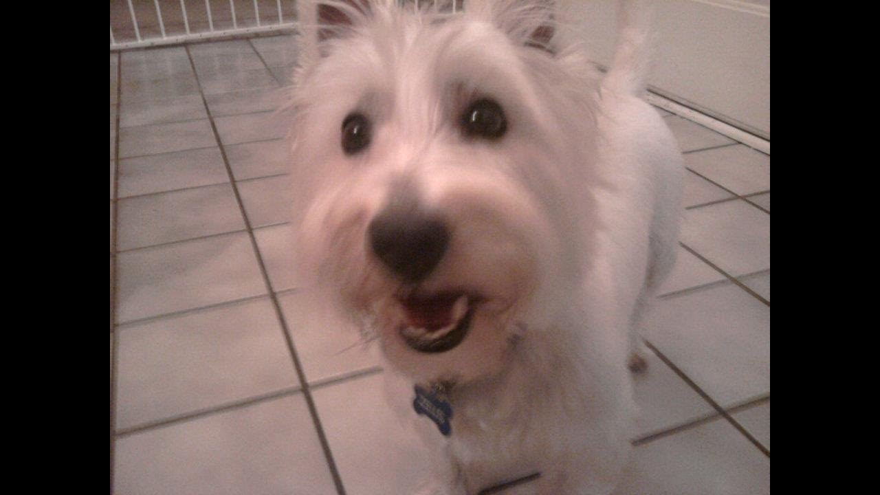 Dogs Who Say Hello! (A Compilation)