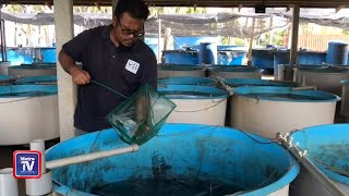 Rezeki lima angka udang putih