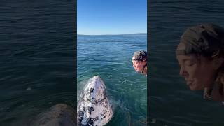 Incredible moments interacting with gray whales in Baja California.