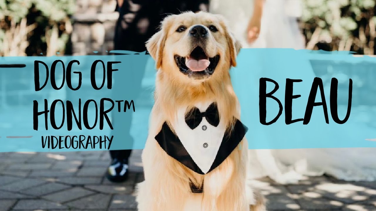 Beaunosebones  Was The Dog Of Honor In His Humans Wedding  FairyTail Pet Care