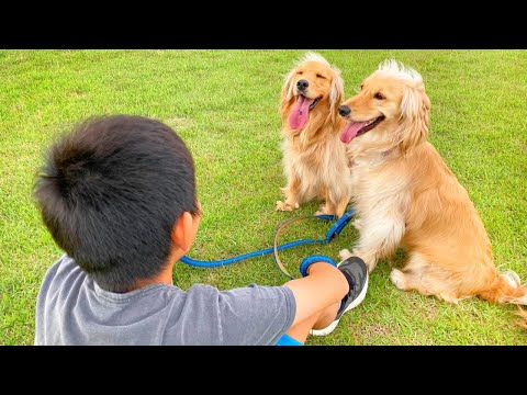 お兄ちゃんが好きすぎて行動が乙女なゴールデンレトニエルの姉妹犬/犬と子供