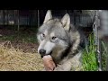 Wolfmalamute hybrid lives with russian wolf 
