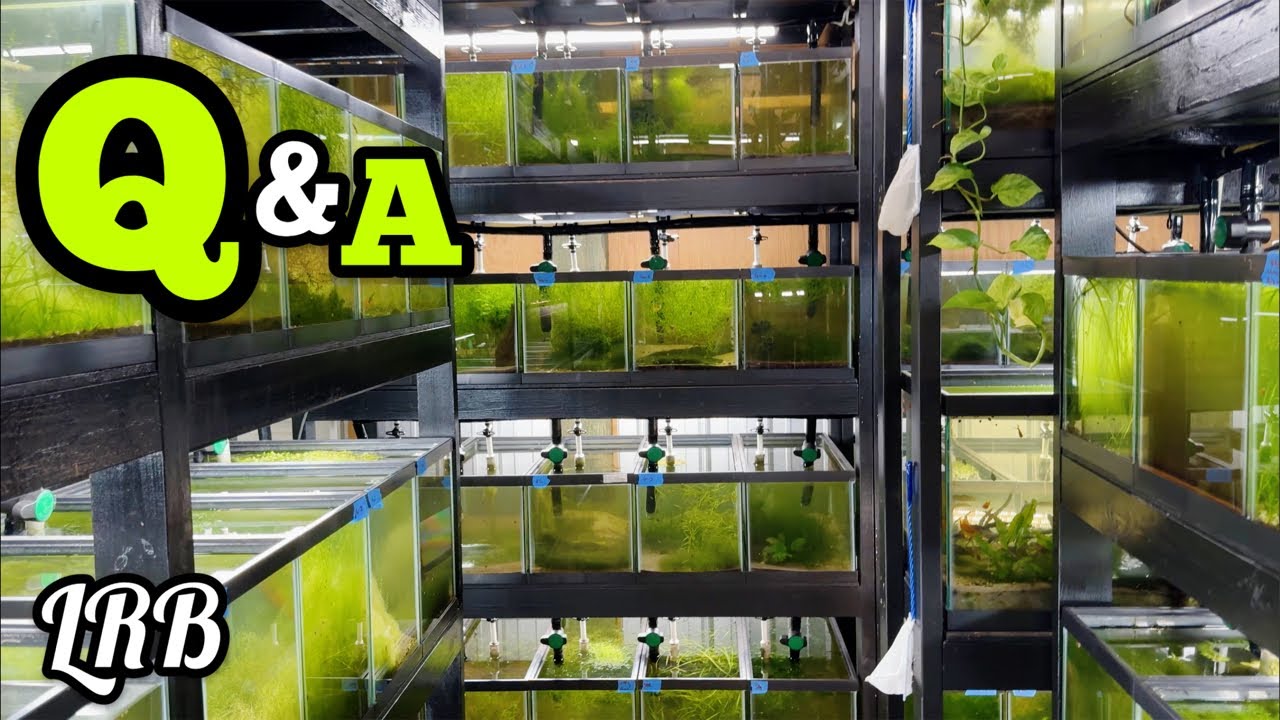 LRB Aquatics - Natures Way is live!