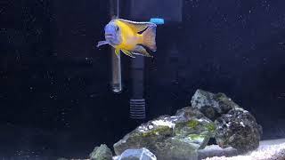 Flavescent Pea Aulonocara Cichlid