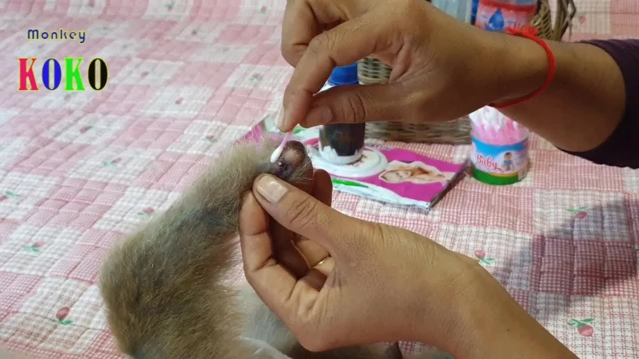 Mom Cleaning Little Wound On Leg Monkey Koko And Taking The Medicine To Koko