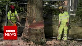 The city at war over its trees - BBC News screenshot 2