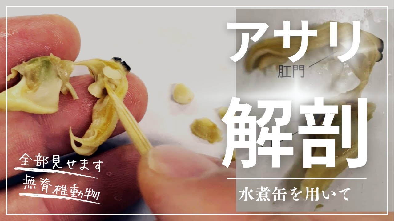 Dissect a clam at home! Easily discover the secrets of