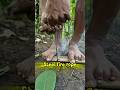 Modern survival,Steel rope fire #primitivefirelighting #bushcraft