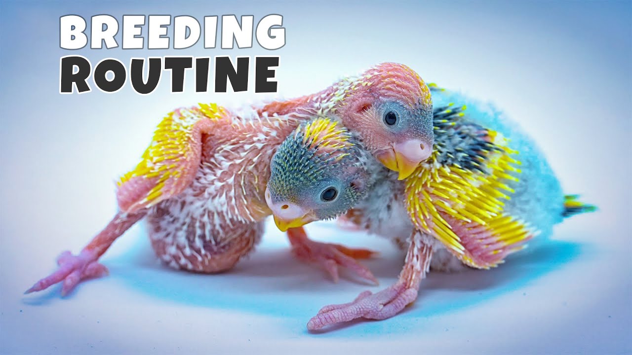 Budgie Growth Stages | Day 87 of Babies Time lapse🐦