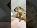 Mamochi: "It's better to drink water from a cup." #marmot #pets #animals