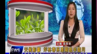1060417【大新店地方新聞】天候影響 坪林春茶產期晚半個月