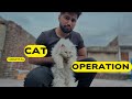 Mari cat ko  8 ctiches lag ga 😏🤐#cat #eid