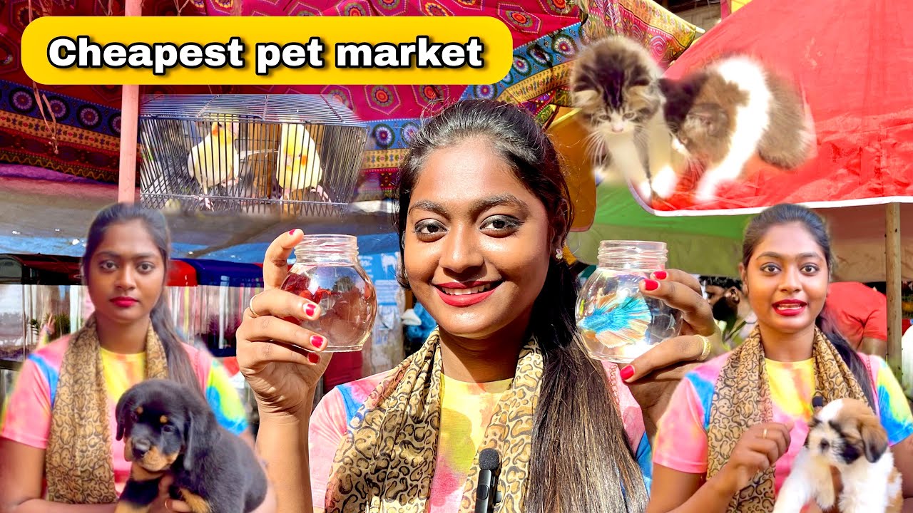 Cheapest pet market 😇 In broadway chennai Aysha Azu Entertainment