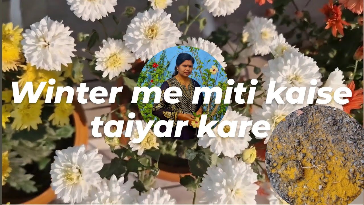 🧿सर्दियों की सबसे Best Soil Mix/100% ORGANIC, PEST FREE,WELL DRAINED How to Make Perfect Winter Soil