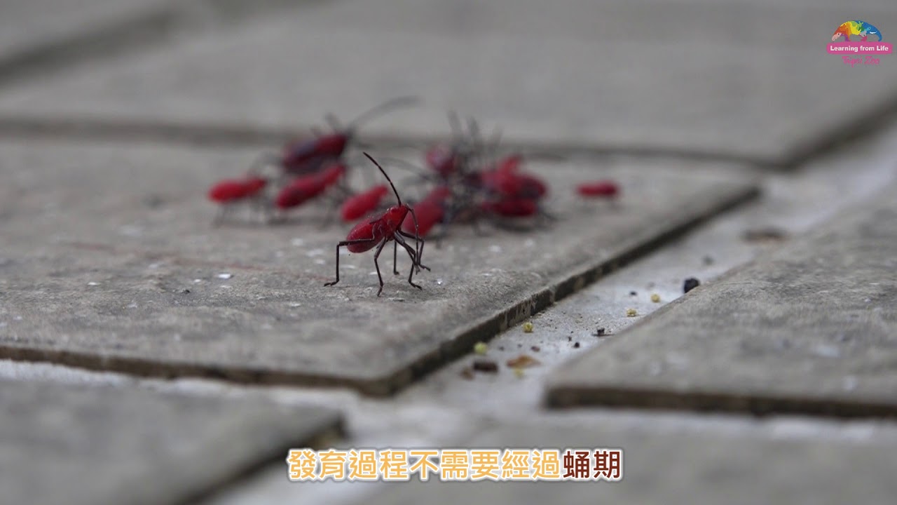 紅火蟻竟入侵動物園？是群聚紅姬緣椿象啦