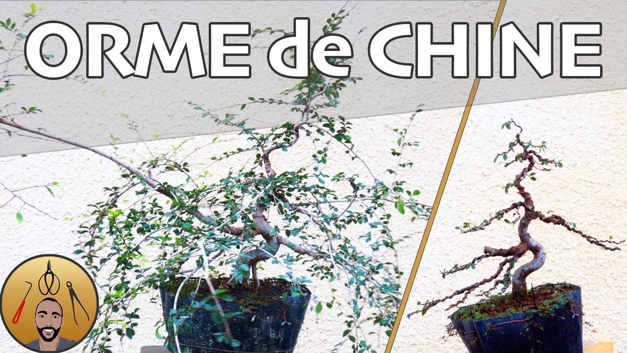MISE en FORME d'un ORME de CHINE BONSAÏ (ODC1 : Partie 1)🌳AFDB🌳