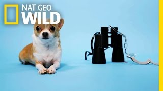 The Unique Adaptations of Chihuahuas | BarkFest