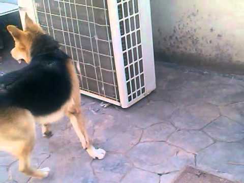 Perro cabron