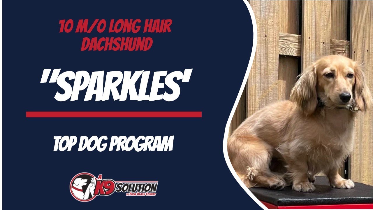 🐶Dog Trainers Palm Beach County / Dog Training Palm Beach County 🦮